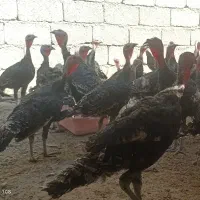 بوقلمون محلی نر و ماده