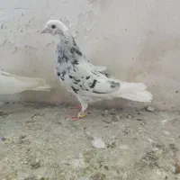 کفترسرور|پرنده|نهاوند, |دیوار