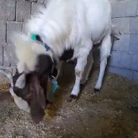 پازن گللابی اصل