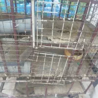 گاری قفس ضد گلوله|لوازم جانبی حیوانات|زاهدان, |دیوار