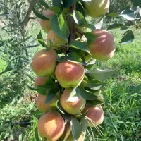 با کمکِ من،تو باغ رویاهات قدم بزار(خانوم کریم خانی
