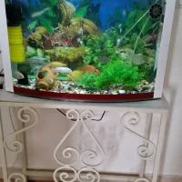 آکواریوم همراه با میز و تجهیزات کامل