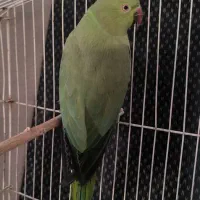 طوطی|پرنده|بم, |دیوار