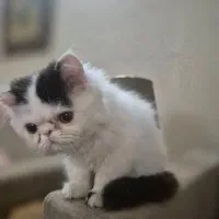 واگذاری گربه