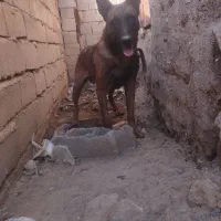 سگ تربیت شده