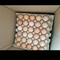 فروش تخم نطفه دا روجوجه ی سیاه مرندی درمرند