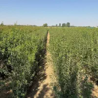 شروع پیش‌فروش نهال بادام تونو بصورت پک