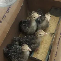 فروش ۵عددجوجه بوقلمون۲ماهه