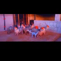 بز جوان خوب