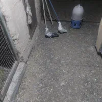 کبوتر|پرنده|بیرجند, |دیوار