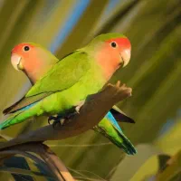 طوطی برزیلی نژاد دار تخم جوجه