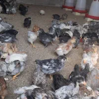 چوری ملگر و کاکلی|حیوانات مزرعه|اردکان, |دیوار