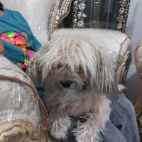 واگذاری سگ خانگی نژادشیتزو اصیل|سگ|رفسنجان, |دیوار