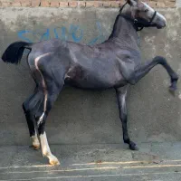 فروش کره اسب