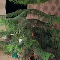 گل کاج مطبق