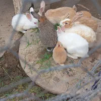 خرگوش