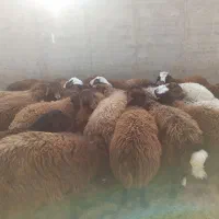 بره نر