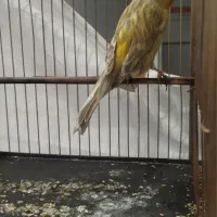 قناری نر  و ماده