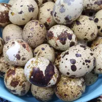 تخم بلدرچین نطفه دار و خوراکی