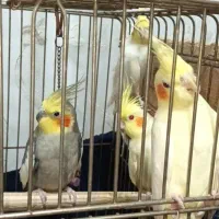 عروس هلندی پنج عدد|پرنده|سلمانشهر, |دیوار