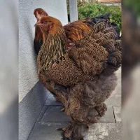 مرغ برهما غول پیکر قیمت عالی