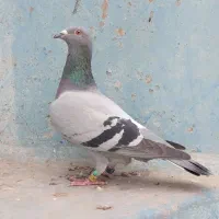 پلاکی مسافتی عراق نامبروان درجه یک|پرنده|اهواز, کمپلو شمالی|دیوار