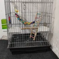 عروس هلندی لوتینو نرباقفس|پرنده|شریفآباد, |دیوار