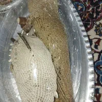 عسل طبیعی|خوردنی و آشامیدنی|اهواز, ۲۴ متری|دیوار
