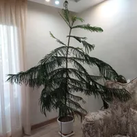 کاج مطبق
