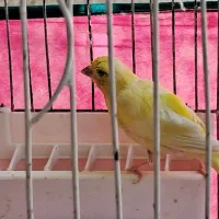 فروش جفت قناری با جوجه|پرنده|شیراز, ترمینال باربری|دیوار