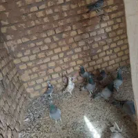 کفتر پلاکی|پرنده|یزد, |دیوار