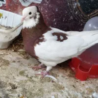 کبوتر جوانه|پرنده|ایلام, |دیوار