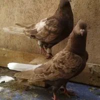 پرنده
