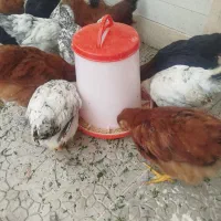 فروش ۱۰عدد نیمچه