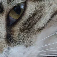 واگذاری گربه|گربه|میانه, |دیوار