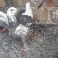 کفتر سوسکی سبز