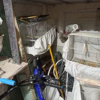 قناری|پرنده|مشهد, توس (بلوار توس)|دیوار