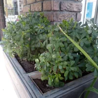 گیاه ( پتسپروم و یوکا فیلی)  فروش