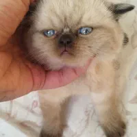 اسکاتیش فولد لانگ هیر و بریتیش هیمالین|گربه|سقز, |دیوار