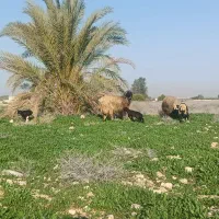 فروش ده عدد میش درجه یک 6تاش بره دار مابقی ابستن