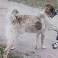 واگذاری توله سگ نر ۸ ماه تمام