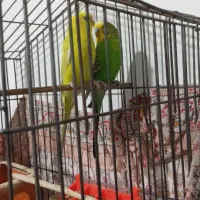 مرغ عشق|پرنده|ملارد, |دیوار