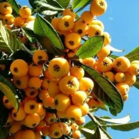 نهـال سـازگار  اقلــیــم مختـلف کشـور|خدمات باغبانی و درختکاری|ساوه, |دیوار