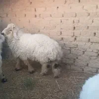 گوسفند نر|حیوانات مزرعه|خمک, |دیوار