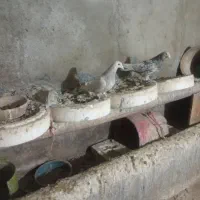 سالم سالم هست پول نیازم وگرنه نمی فرختم|پرنده|گل تپه, |دیوار