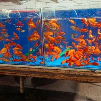 پخش آمده ماهی گلی و هفت سین