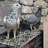 12 تا کفتر خوب