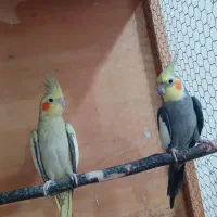طوطی عروس هلندی