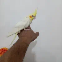 عروس هلندی رام رام ۴ماه|پرنده|هشتگرد, هشتگرد قدیم|دیوار