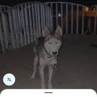 سگ هاسکی نژاد اصیل سیبری واگزاریم|سگ|مشهد, الهیه|دیوار